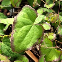 Epimedium grandiflorum 'Bandit'